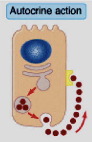 <ul><li><p>The target of the secreted hormone is the same cell that released it</p></li></ul><p></p>