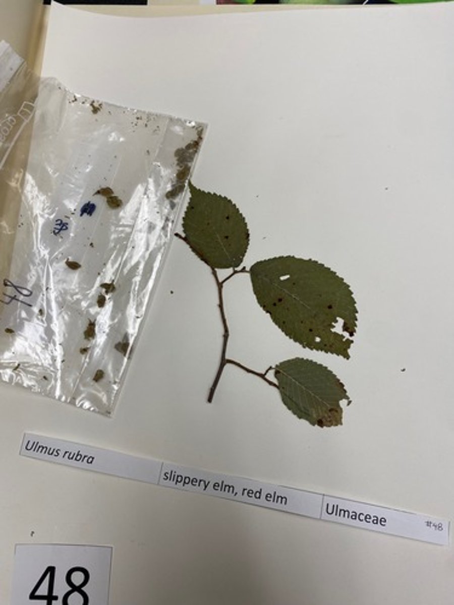 <p>Ulmus rubra (Ulmaceae)</p>