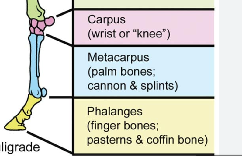 <p>Horses lack the first and fifth metacarpal bones. The second and fourth (the splint bones) are smaller than the third (cannon bone) The third metacarpal is very large and supports all of the leg’s weight</p>
