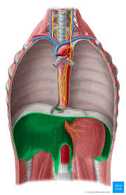 <p>Action: Depresses and draws <strong>central tendon anterior</strong> during inhalation</p><p>Exercise: inhale</p><p>Stretch: exhale</p>