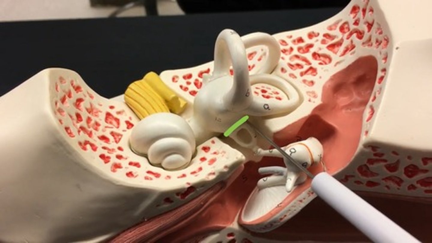 <p>the membrane that separates the middle ear from the inner ear; connected to stapes</p>