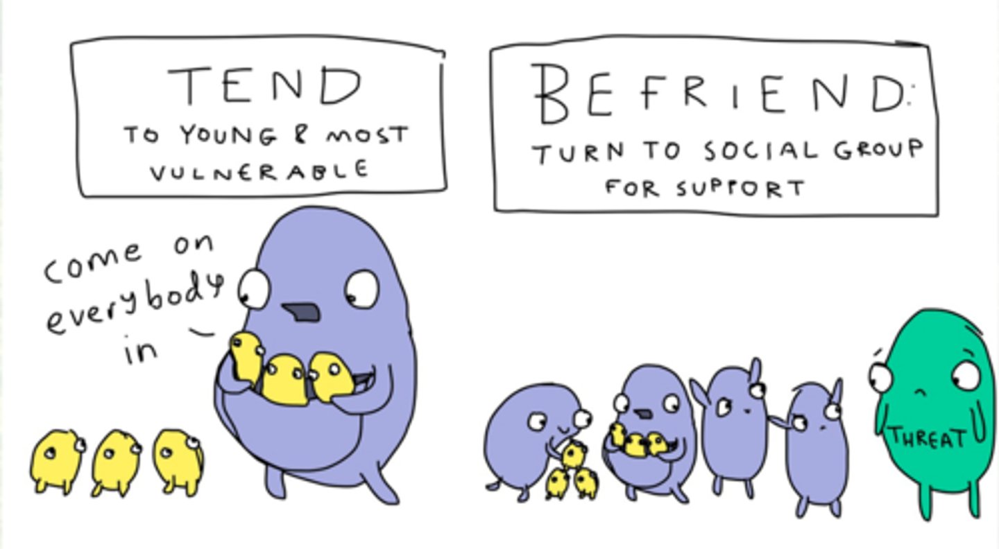 <p>a theory that humans, especially females, cope with stressors by nurturing others and self (tending) and seeking social support (befriending)</p>