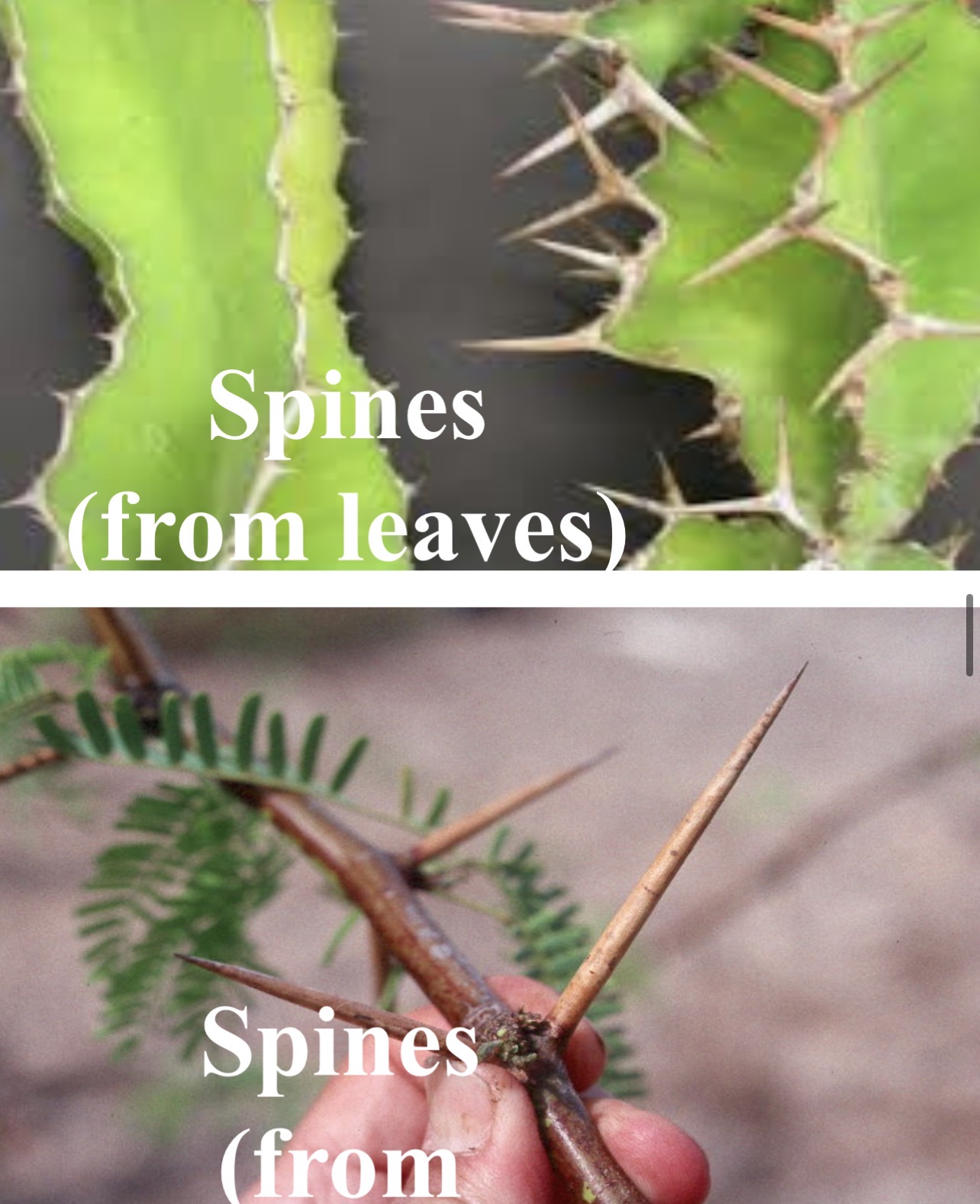 <p>Spines</p>