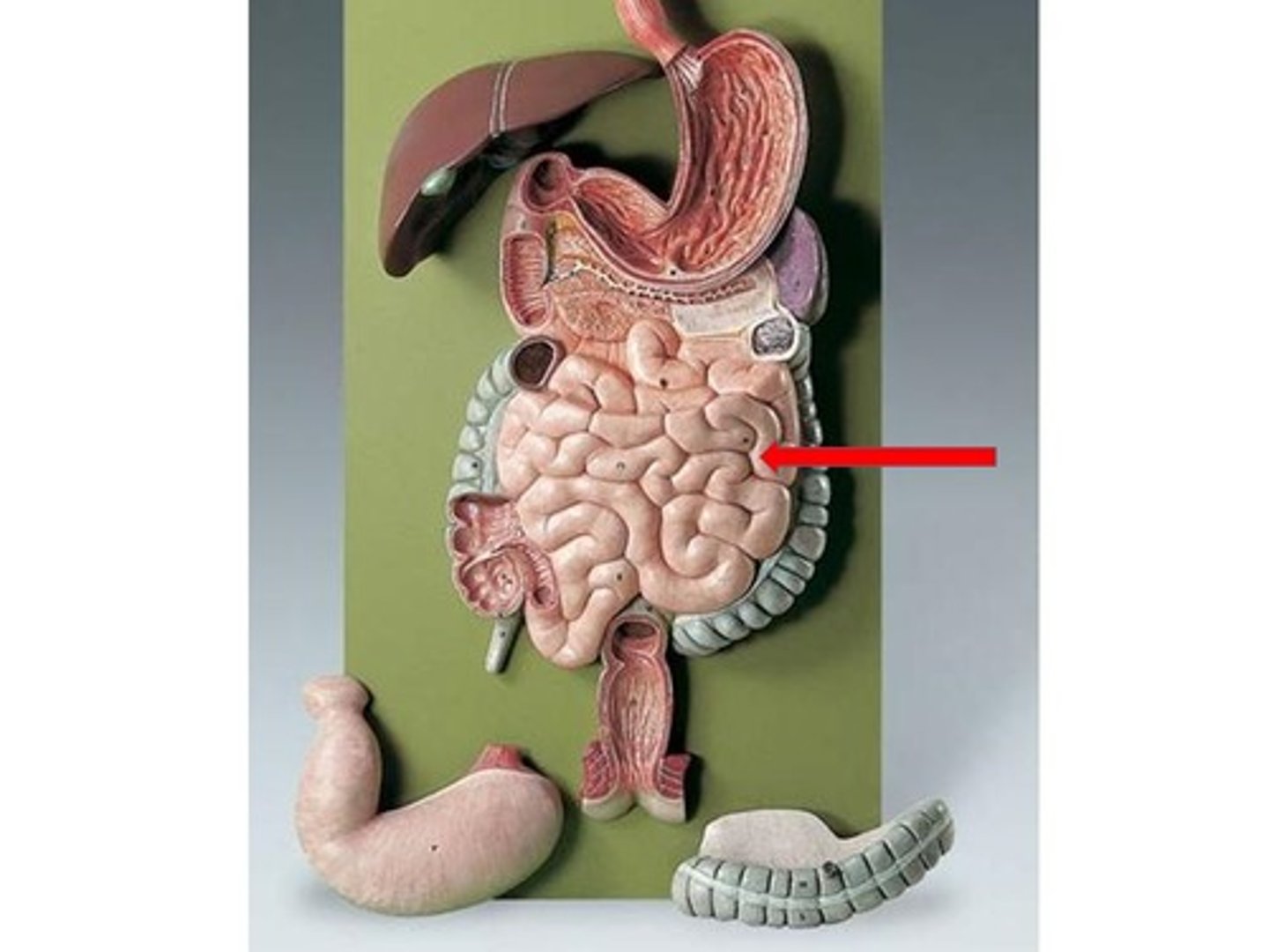 knowt flashcard image