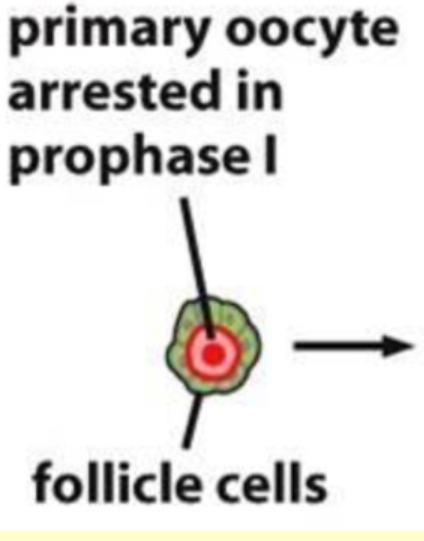 <p>Primary oocyte surrounded by a single layer of flattened granulosa</p>