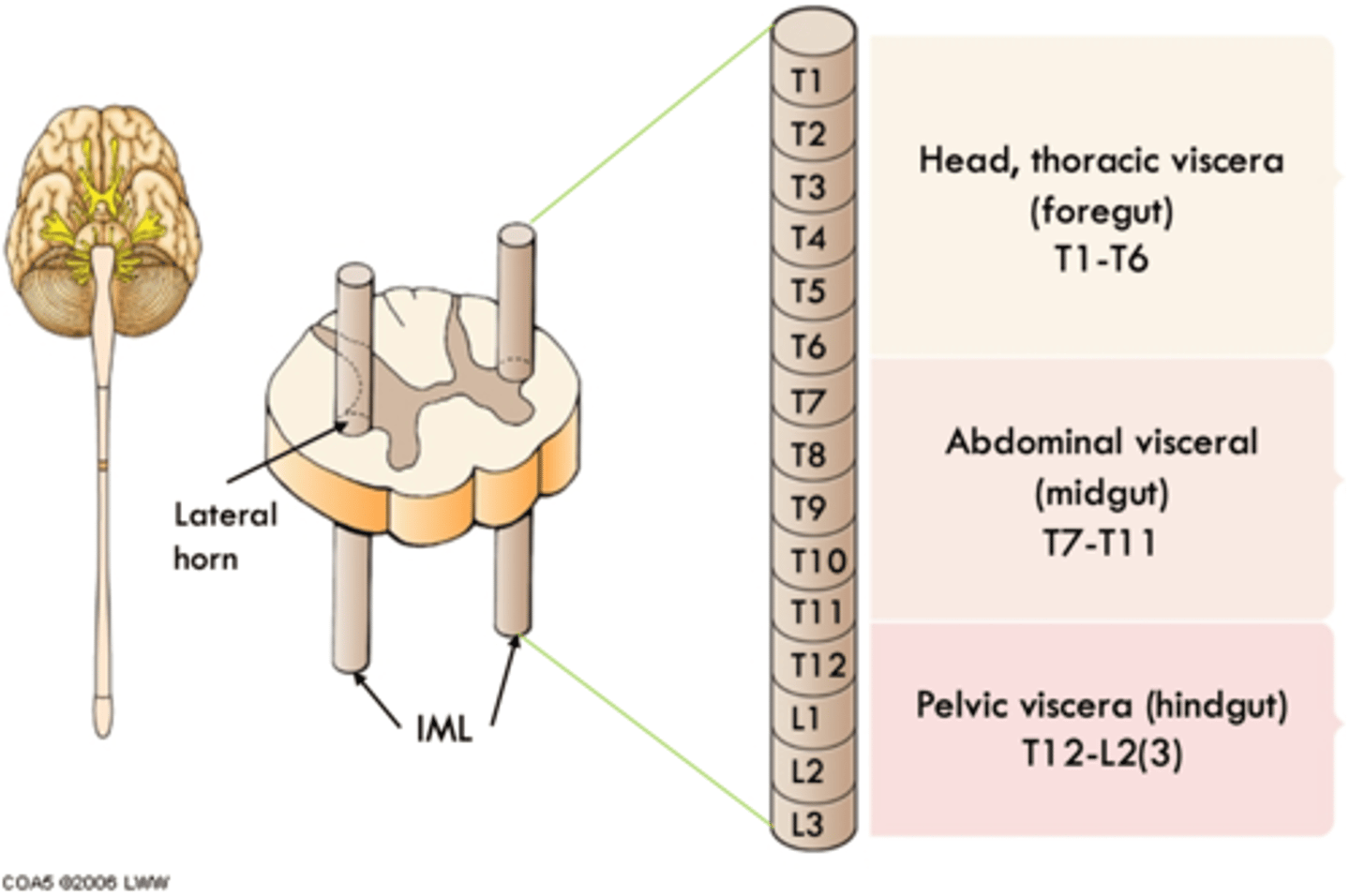 <p>Foregut (head, thoracic viscera) - T1-6.</p><p>Midgut (abdo visceral) - T7-11.</p><p>Hindgut (pelvic viscera) - T12-L2 (sometimes L3). </p>