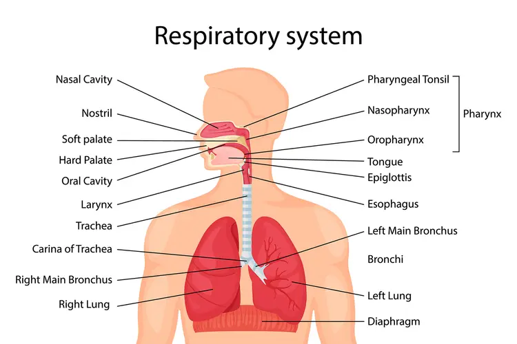 <p>lungs, nasal passage, trachea</p>