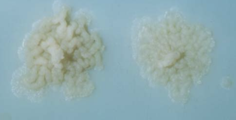 What kind of colonies are these?