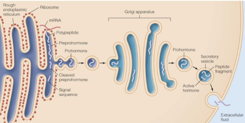 <p>active hormone and a peptide fragment</p>