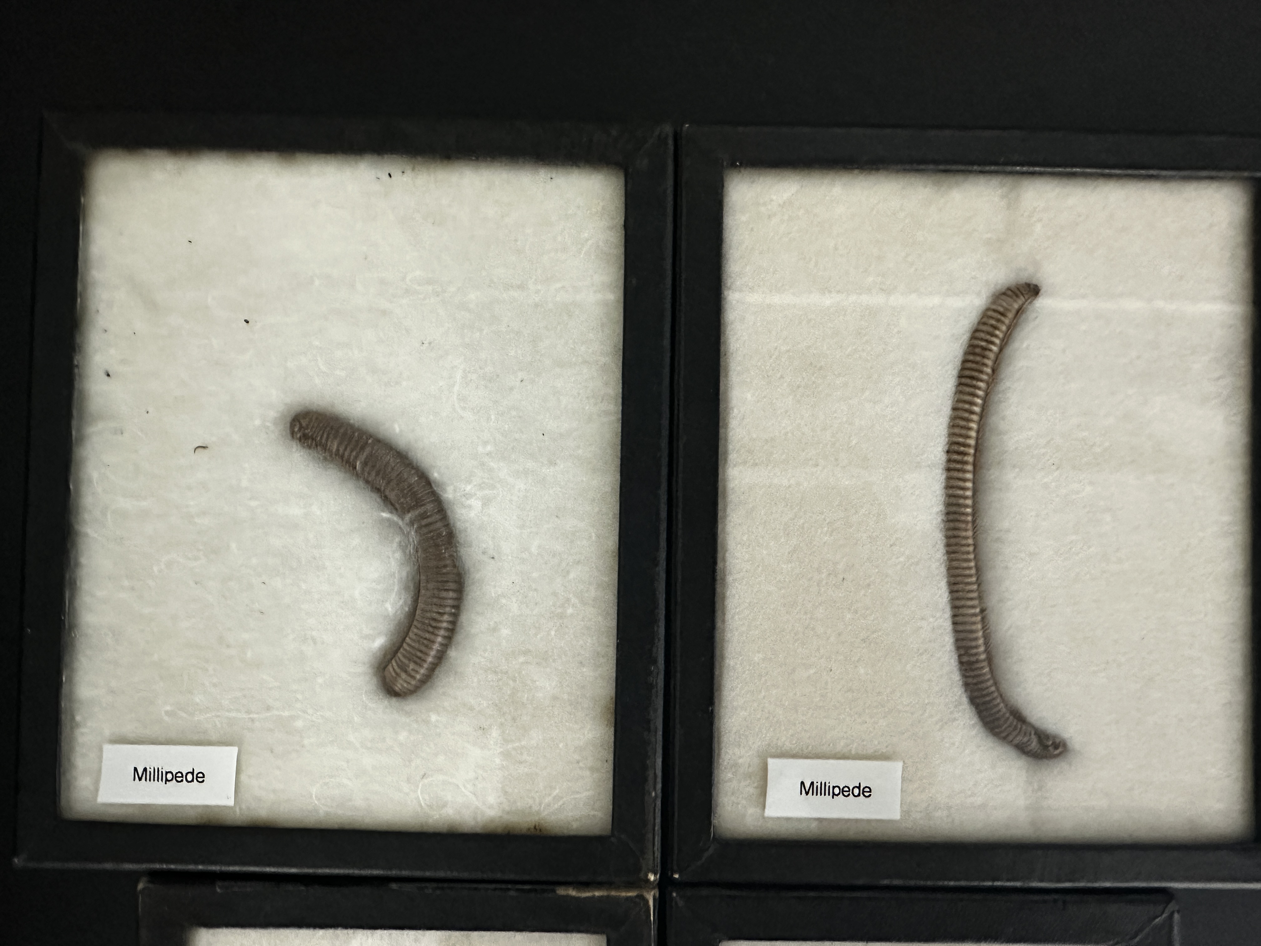 <p>Identify (Grouping(s), Phylum, Subphylum)</p>