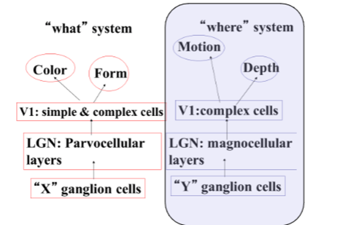 <p>involving the perception of motion, the y ganglion cells are sent to a set layer of LGN called the magnocellular layer. These cells respond on the basis of the motion of the stimulus or its location depth.</p>