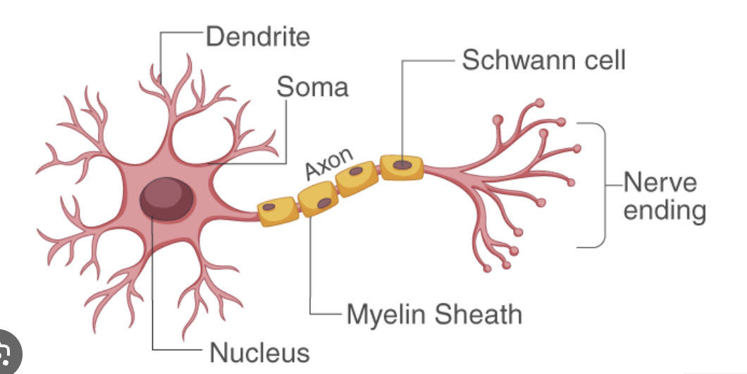 Structure of a Neuron