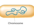 <p>Single circular chromosome (tightly packed into nucleoid, free in cytoplasm) (plasmids - ring of DNA, accessory gene)</p>