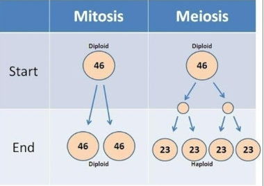 <ul><li><p>Mitosis produces diploid cells (one division, somatic cells)</p></li><li><p>Meiosis produces haploid cells (two divisions, gametes)</p></li></ul><p></p>