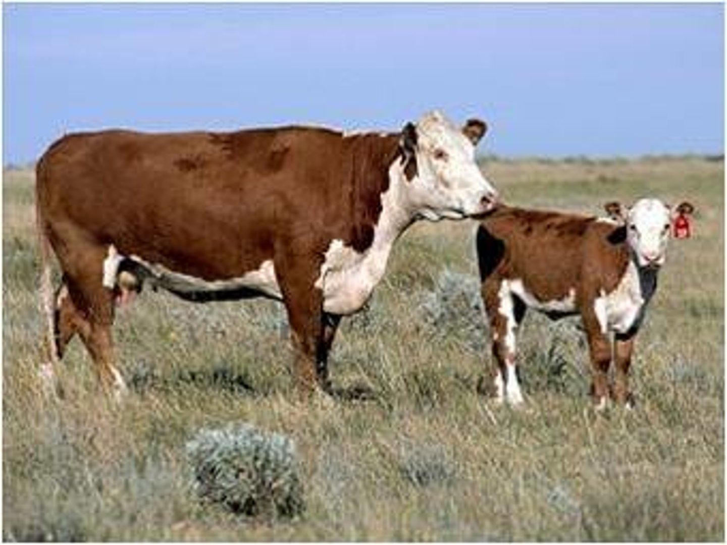 <p>English/British Beef Breed</p><p>Developed in the United States.</p><p>Red with white face, also white underline, legs, and switch.</p><p>Naturally hornless.</p>