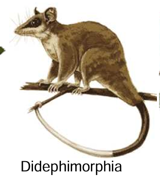 <p><strong>Opossums</strong><br>most teeth (50) </p>