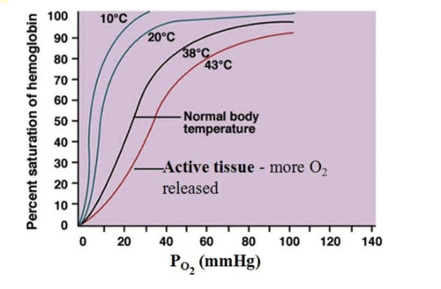 <p>PO2 on x-axis and % saturation of hemoglobin on y-axis. See diff - the higher temp - pink line. The higher the temp, lower the affinity for O2.</p><p>lower affinity</p>