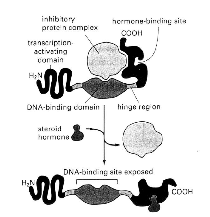 <ol><li><p>Hydrophobic→ diffuse across the cytoplasmic membrane of target cell</p></li><li><p>bind <strong>reversibly</strong> to specific <strong>steroid hormone receptors</strong> in the <strong>cytosol</strong></p></li><li><p>Causes displacement of an <strong>inhibitory protein</strong> from the receptor</p></li><li><p>Exposes the <strong>DNA-binding domain</strong></p></li></ol><p></p>