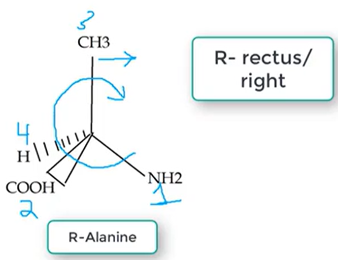 <p>Rectus / RIGHT</p>