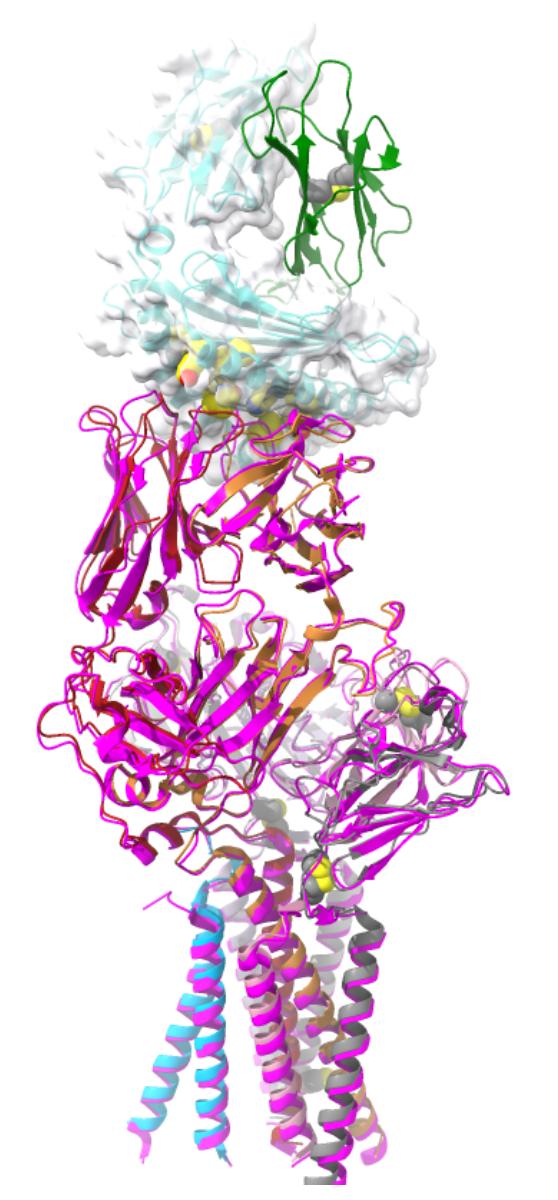 <p>What does the superposition of pMHC-bound and unliganded TCR structures suggest?</p>