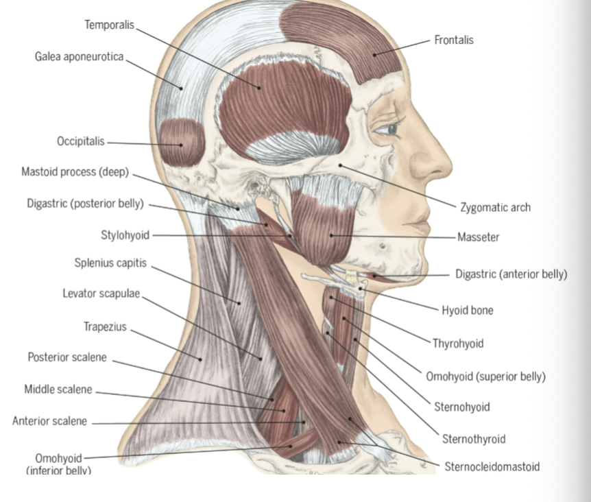Muscles of the Head and Neck