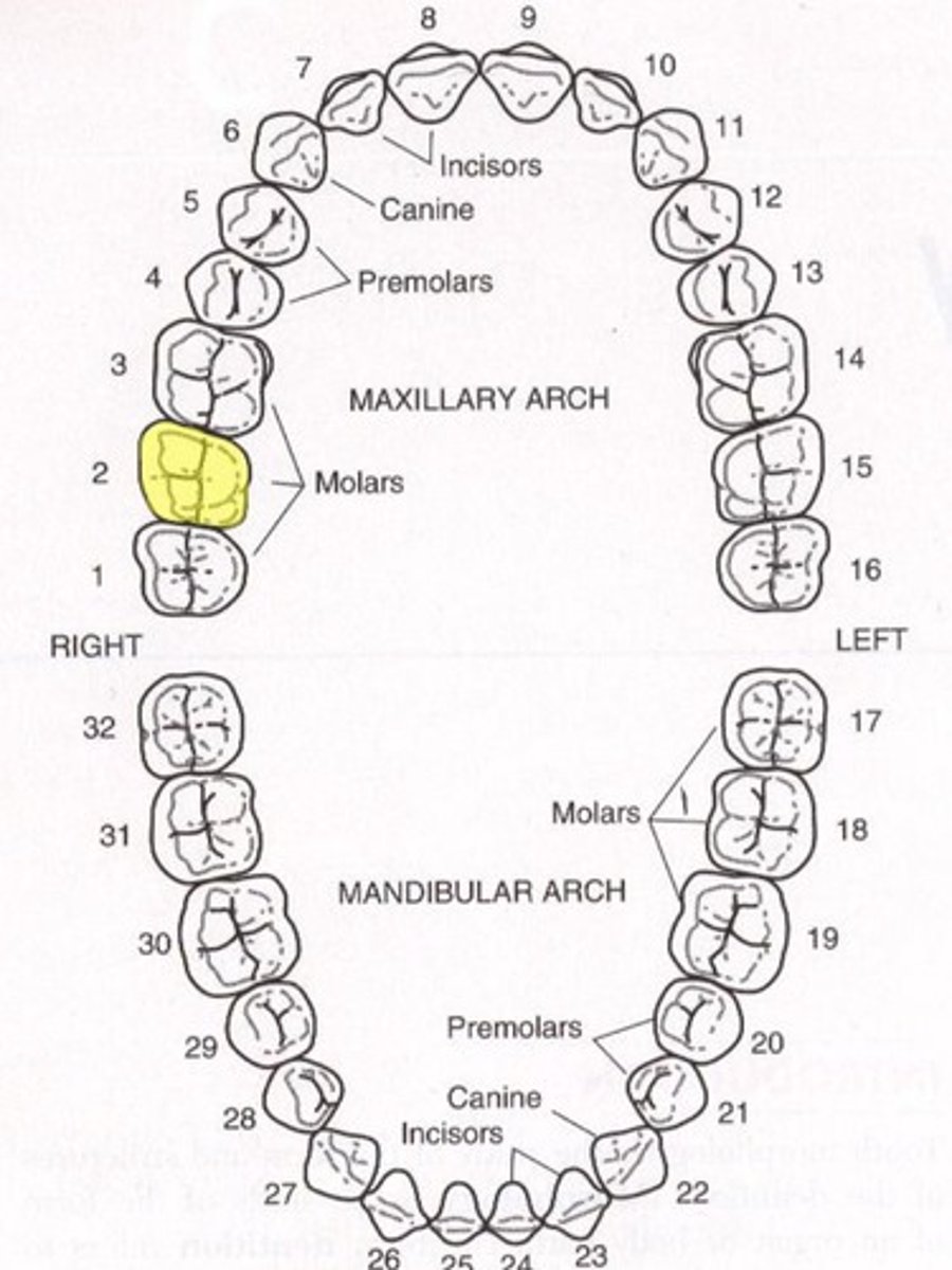 <p>Maxillary right second molar</p>