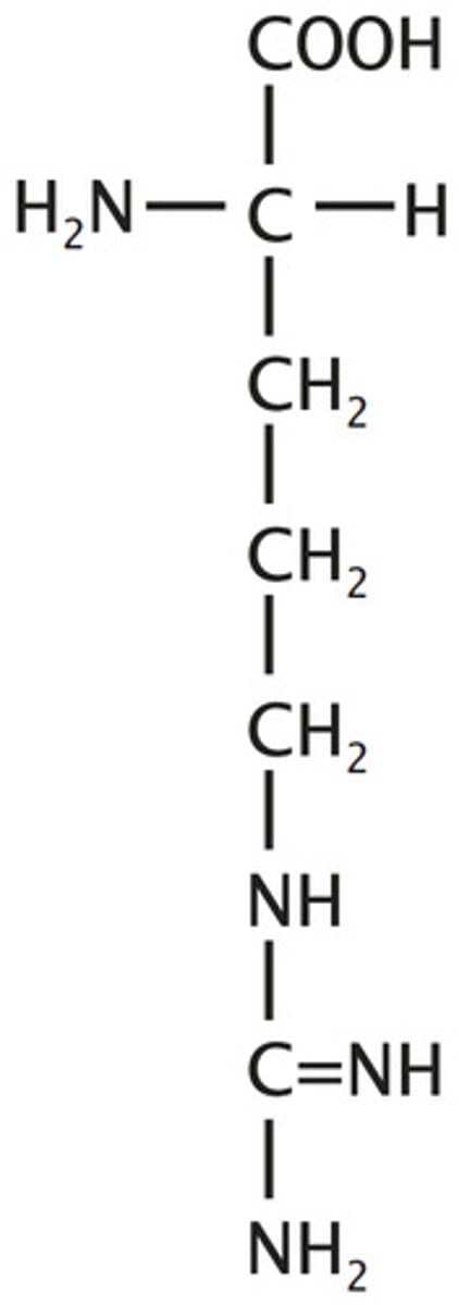 <p>Highly Basic, polar, hydrophilic</p><p>R: 3 carbon chain linked to a C full of only N's (guan group)</p>