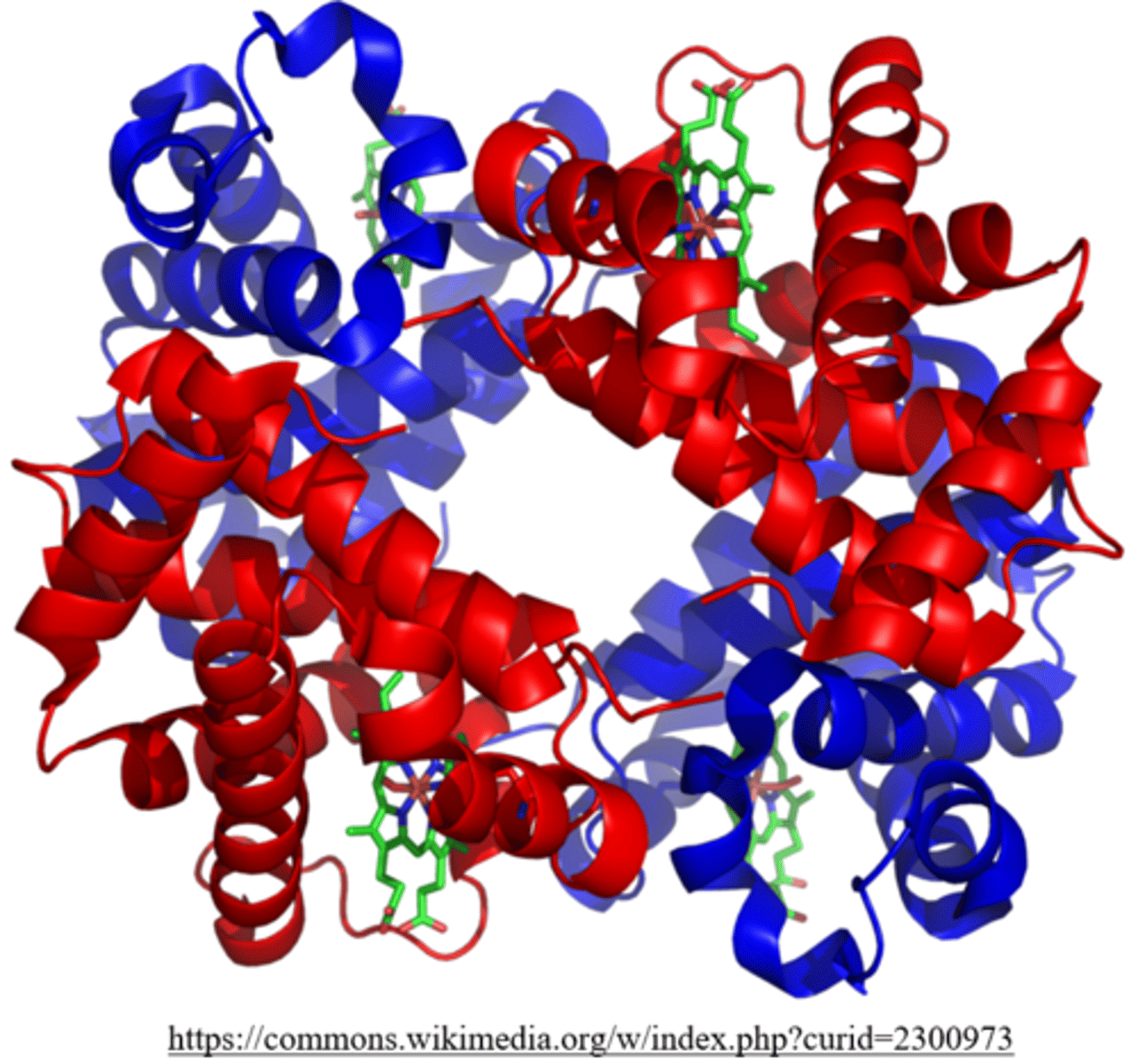 <p>tetrameric hemoglobin polypeptides</p>