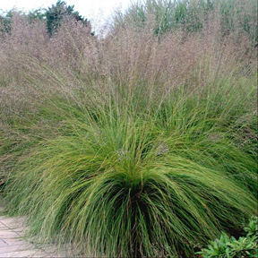 <p>Sporobolus ‘Prairie Dropseed’ Grass</p>