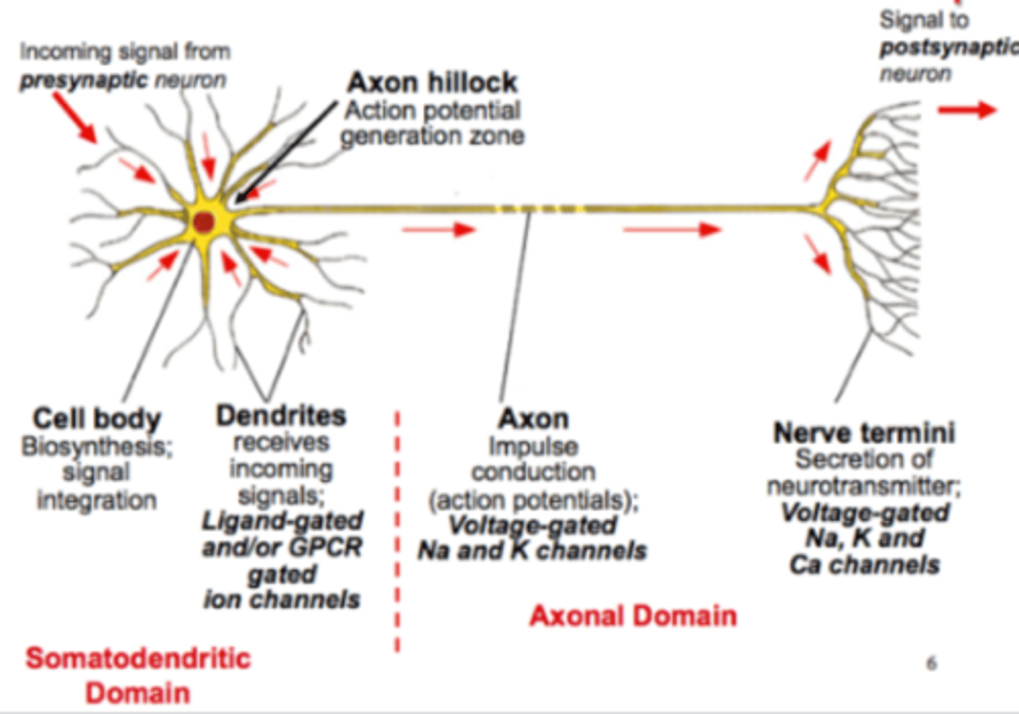 <p>On the dendrites</p>