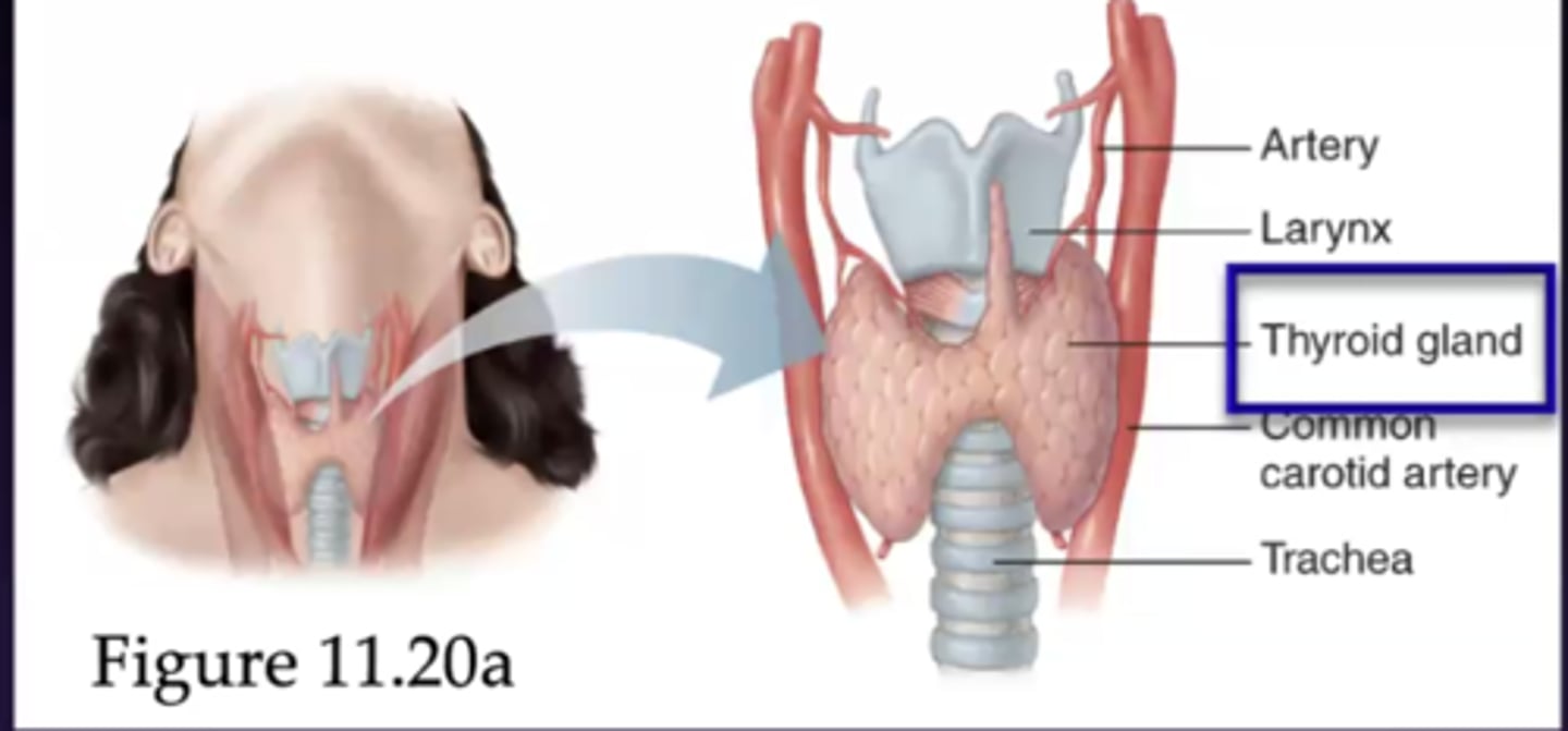 <p>where is the thyroid gland located</p>