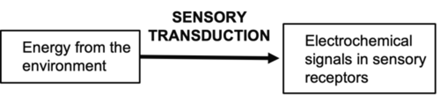 <p>All sensory receptor cells respond with ...?</p>