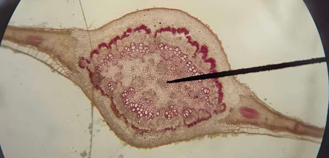 <p>a.k.a. multiple epidermis; epidermis with more than one cell layer; one or more layers beneath the outermost are derived from the protoderm by periclinal divisions and may be morphologically and physiologically distinct from the deep-lying ground tissues</p>