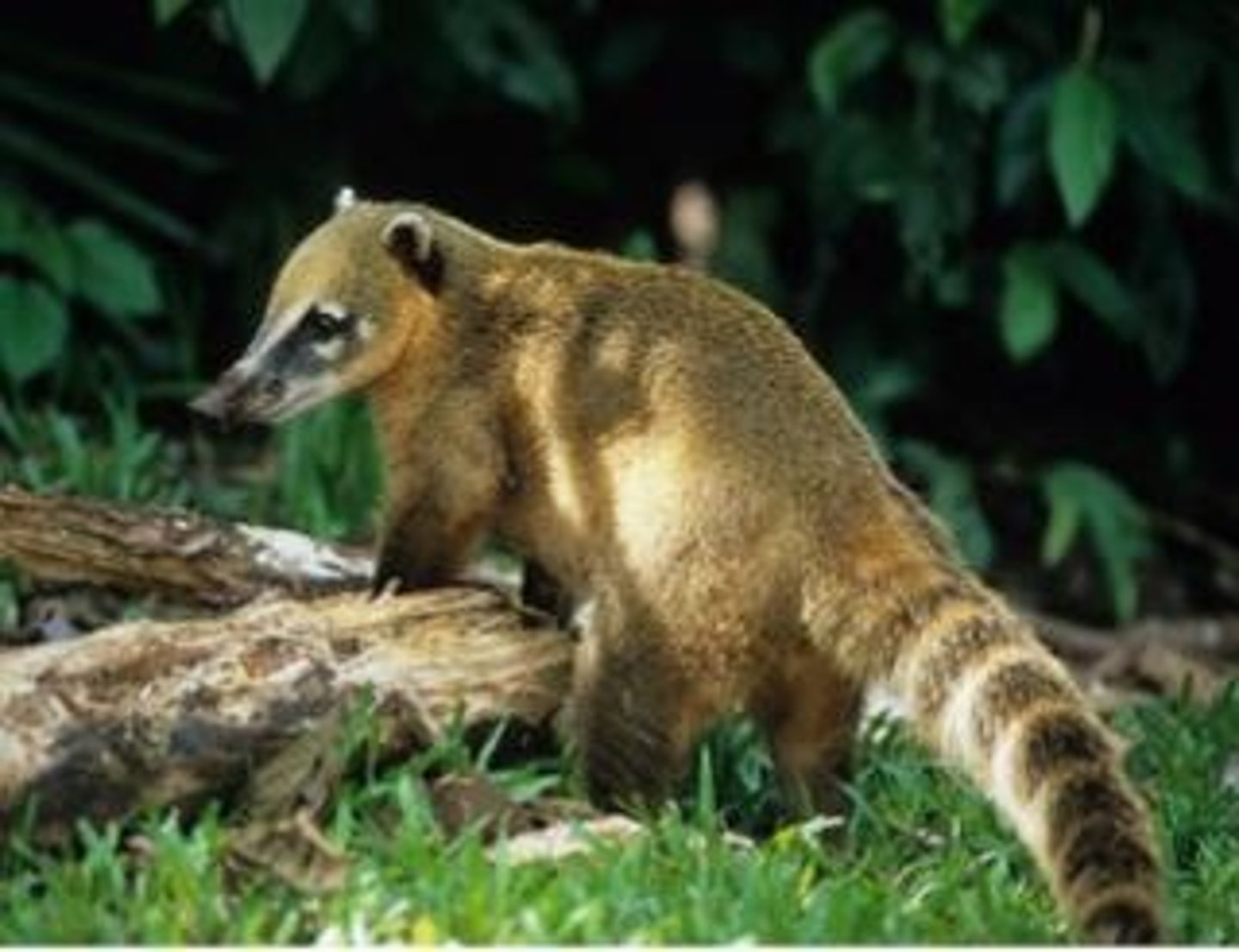 <p>What animal is this?</p>