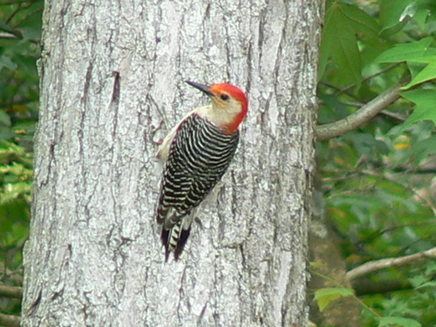 <p>Piciformes</p><p>Picidae</p>