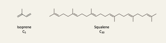 <ul><li><p>Terpenes are hydrocarbons formally derived from the condensation of isoprene units</p></li><li><p>Terpenoids are modified terpenes containing oxygen atoms, but the distinction is often not made, and all 3 terms are used interchangeably</p></li><li><p>e.g. of isoprenoids are cholesterol, steroid hormones, and retinal</p></li></ul><p></p>