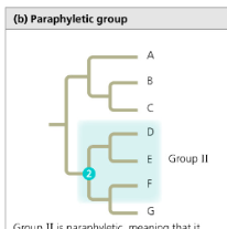 <p>Paraphyletic</p>