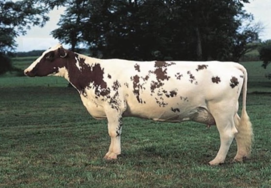 <p>What is the scientific name for cattle w/o hump</p>