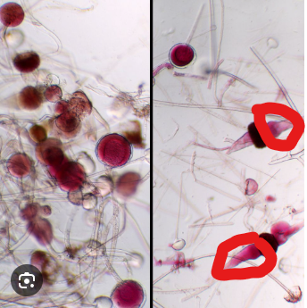 <p>what is this?</p><p>what is circled?</p>