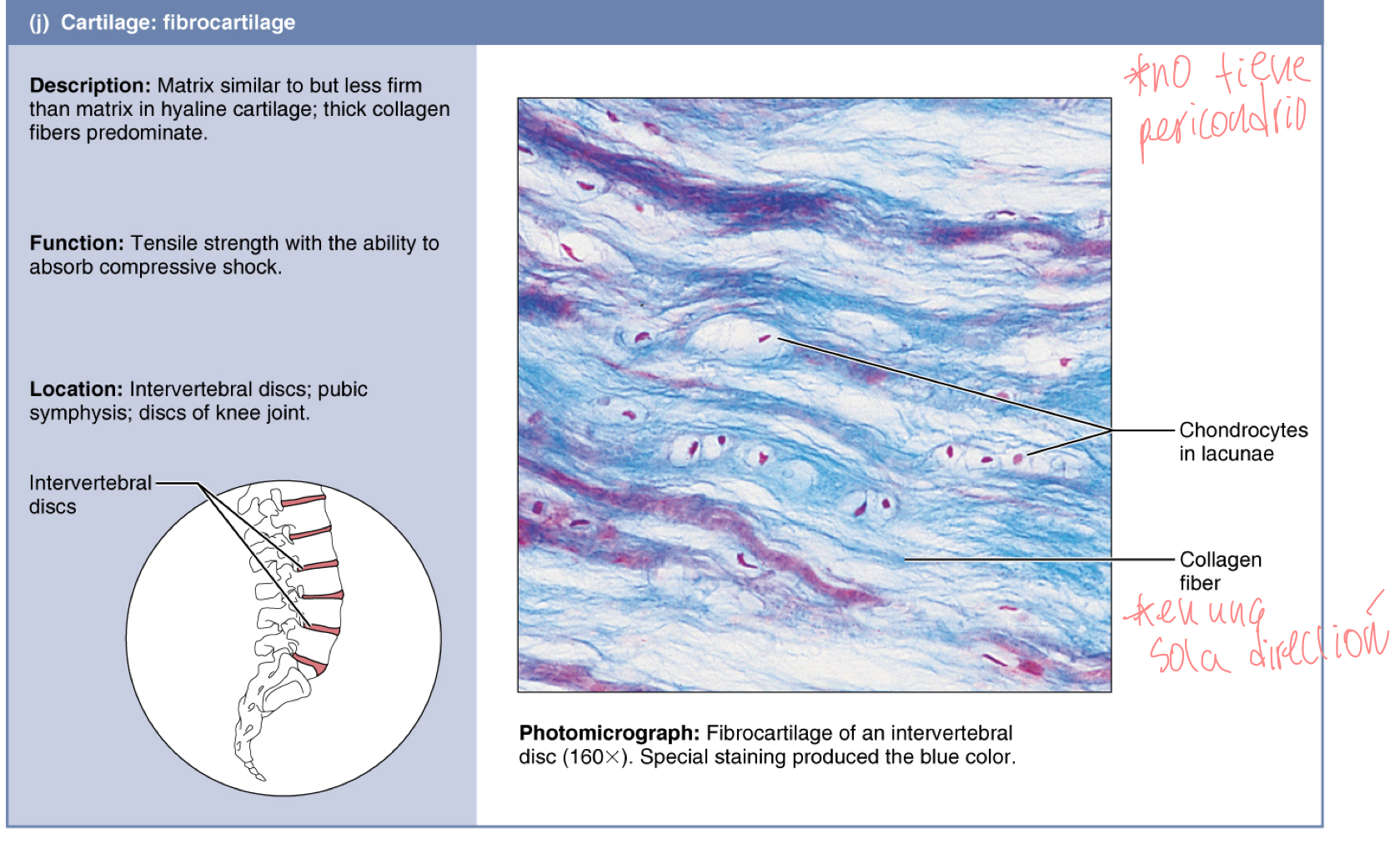 <p>cartílago fibroso</p>