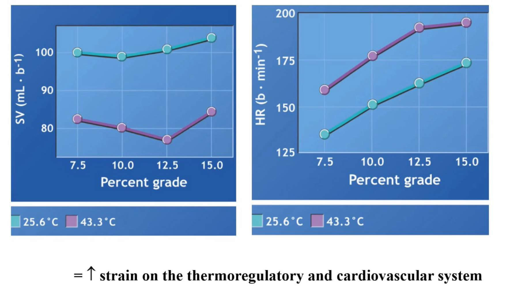 <ul><li><p>SV gradually decreases </p></li><li><p>HR gradually increase </p></li></ul><p>Why:</p><ul><li><p>Blood flow redirected to skin - sweat</p></li><li><p>Therefore plasma volume decreases (due to movement into interstitial fluid). </p></li></ul><p></p>