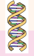 <ul><li><p>core genetic material</p></li><li><p>found in the nucleus of cells</p></li><li><p>made of long chains organized into chromosomes </p></li></ul><p></p>