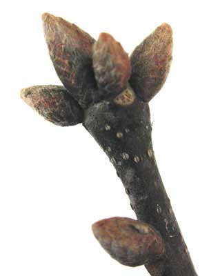<p>spatulate leaves, some red in fissures</p>