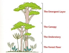 <p>emergent trees main canopy undercanopy shrub layers</p>