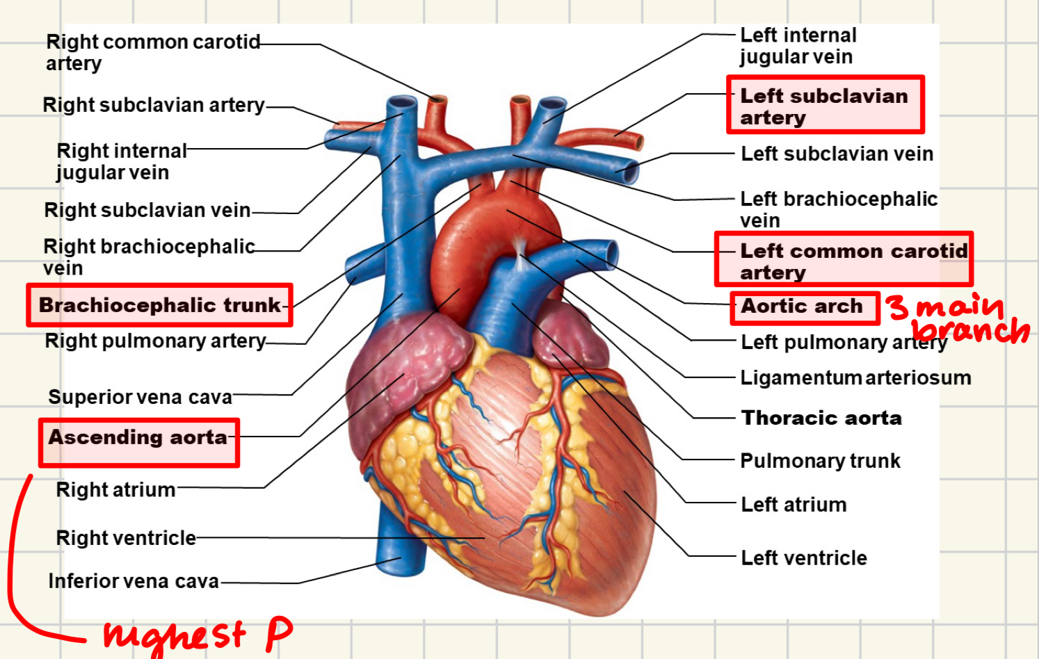 <ul><li><p>ascending aorta</p></li><li><p>aortic arch</p><ul><li><p><strong>brachiocephalic trunk</strong></p></li><li><p><strong>left common carotid</strong></p></li><li><p><strong>left subclavian</strong></p></li></ul></li></ul>