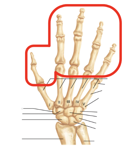 <p>Name this part of the appendicular skeleton’s hand</p>