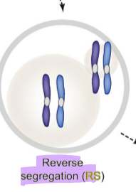 <p>Sister chromatids separate first during Meiosis I instead of the homologous chromosomes. In the ovum, there is one chromatid from each pair of sister chromatids, the polar body also has one of chromatid from each pair of sister chromatids.  </p>
