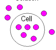 <p>A solution whose solute concentration is the same as the solute concentration inside the cell</p>