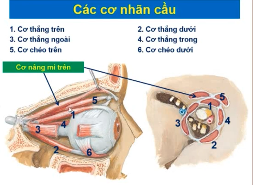 <p><span style="color: red"><strong>TK chi phối vận động các cơ nhãn cầu:</strong></span></p><ol><li><p>Cơ chéo trên</p></li><li><p>Cơ thẳng ngoài</p></li><li><p>Các cơ còn lại </p></li></ol><p><span style="color: purple"><em>(Ba liêm là bs nhãn khoa) </em></span></p>