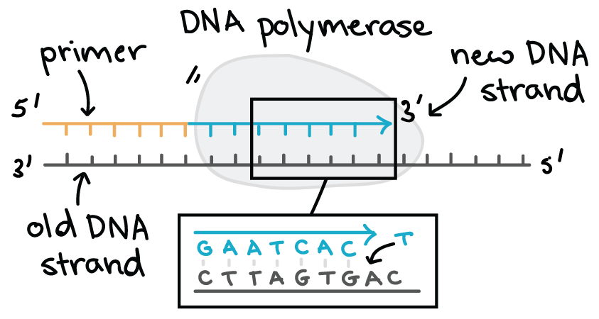 <p></p><ul><li><p><span style="font-family: "Times New Roman"; font-size: 12px;">Each nucleic acid strand (DNA or RNA) has two distinct ends based on the carbon numbering in the sugar:</span></p><ul><li><p><span style="font-family: "Times New Roman"; font-size: 12px;">5′ end → has a phosphate group attached to the 5′ carbon.</span></p></li><li><p><span style="font-family: "Times New Roman"; font-size: 12px;">3′ end → has a hydroxyl (–OH) group on the 3′ carbon.</span></p></li></ul></li></ul><ul><li><p><span style="font-family: "Times New Roman"; font-size: 12px;">Nucleotides are linked by phosphodiester bonds between the 3′–OH of one sugar and the 5′ phosphate of the next.</span></p></li><li><p><span style="font-family: "Times New Roman"; font-size: 12px;">During replication or transcription:</span></p><ul><li><p><span style="font-family: "Times New Roman"; font-size: 12px;">The template strand is read 3′ → 5′,</span></p></li><li><p><span style="font-family: "Times New Roman"; font-size: 12px;">The new strand is synthesized 5′ → 3′.</span></p></li></ul></li></ul><ul><li><p><span style="font-family: "Times New Roman"; font-size: 12px;">DNA strands run antiparallel: one strand 5′ → 3′, the other 3′ → 5′.</span></p></li></ul><p></p><p></p><p></p>